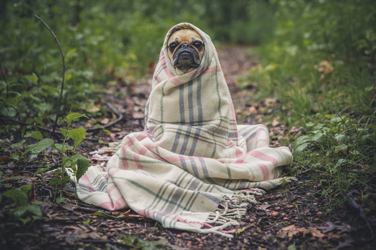 cane con coperta kaupapa: prendersi cura